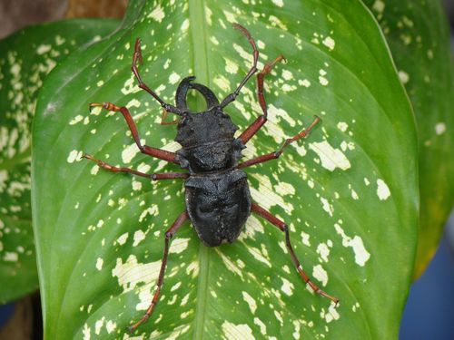 Prionacalus image