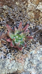 Dudleya pauciflora