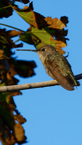 Black-chinned Hummingbird photographed in Utah
