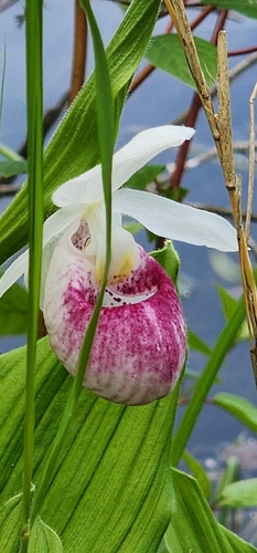 Showy lady slipper (Cypripedium reginae)