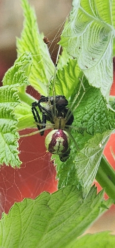 Common candy-striped spider photo 4