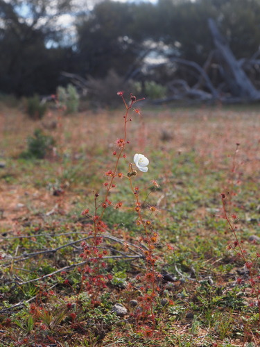 Drosera andersoniana