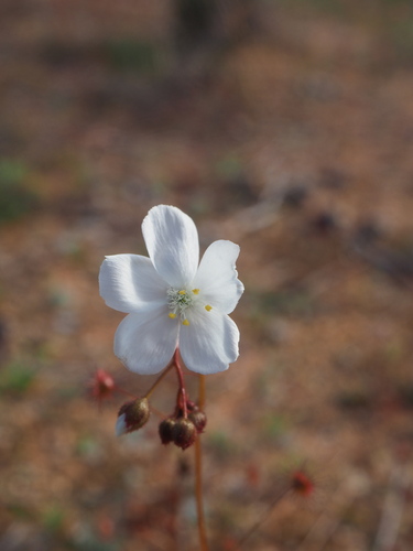 Drosera andersoniana