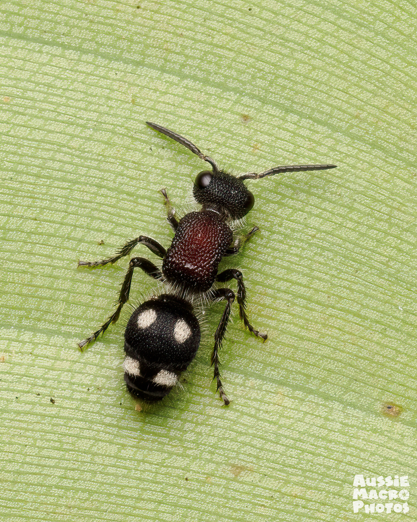 Trogaspidia