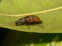Astylini