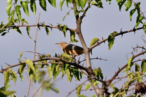Red-faced Crombec (Sylvietta whytii), photo 5
