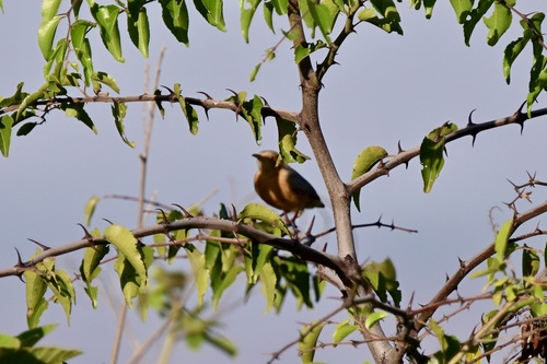 Red-faced Crombec (Sylvietta whytii), photo 6