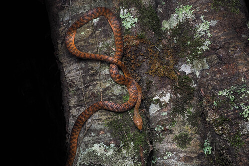 Brown Tree Snake sighting