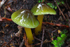 Waxcaps - Photo (c) MaKeR i, some rights reserved (CC BY-NC-SA)