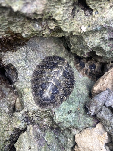 Acanthopleura gemmata