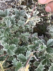 Potentilla nivea