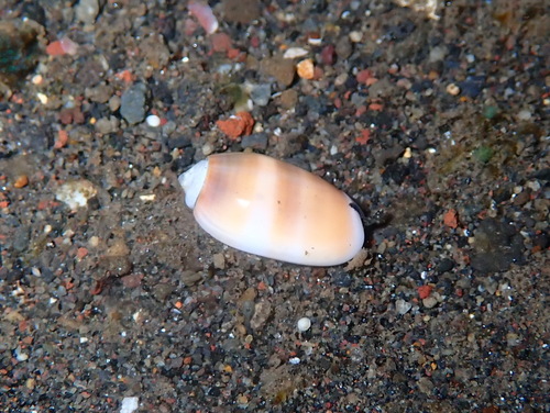 Oliva carneola observed 2025-06-26