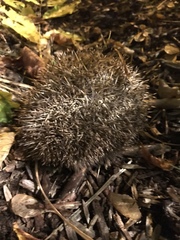 Erinaceus europaeus