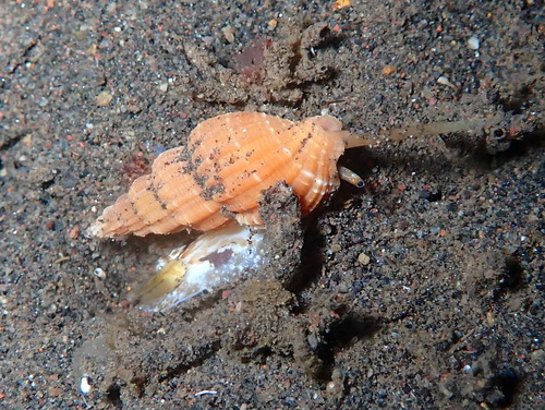 Phos roseatus, 2025-06-26