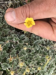 Potentilla nivea