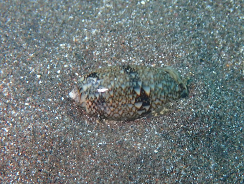 Oliva reticulata observed 2025-06-28
