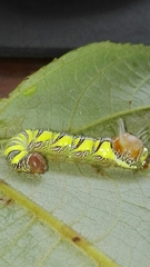 Truncaptera inopinata