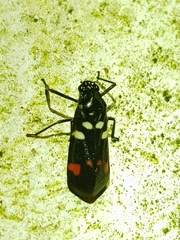 Callitettix versicolor