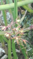Image of Epidendrum stangeanum