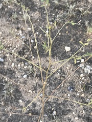 Pediomelum linearifolium