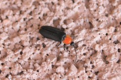 Ellychnia flavicollis