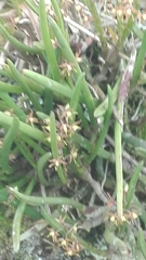 Epidendrum stangeanum