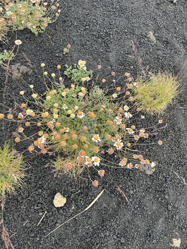 Etna camomile (Anthemis aetnensis)