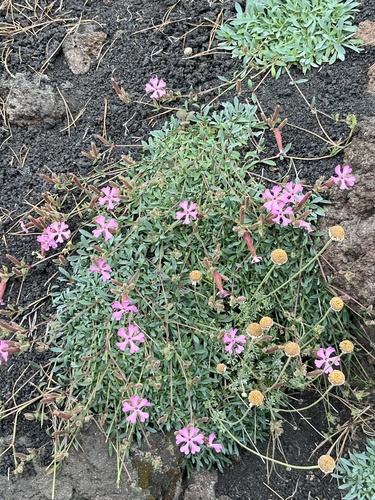 Sicilian Soapwort (Saponaria sicula)