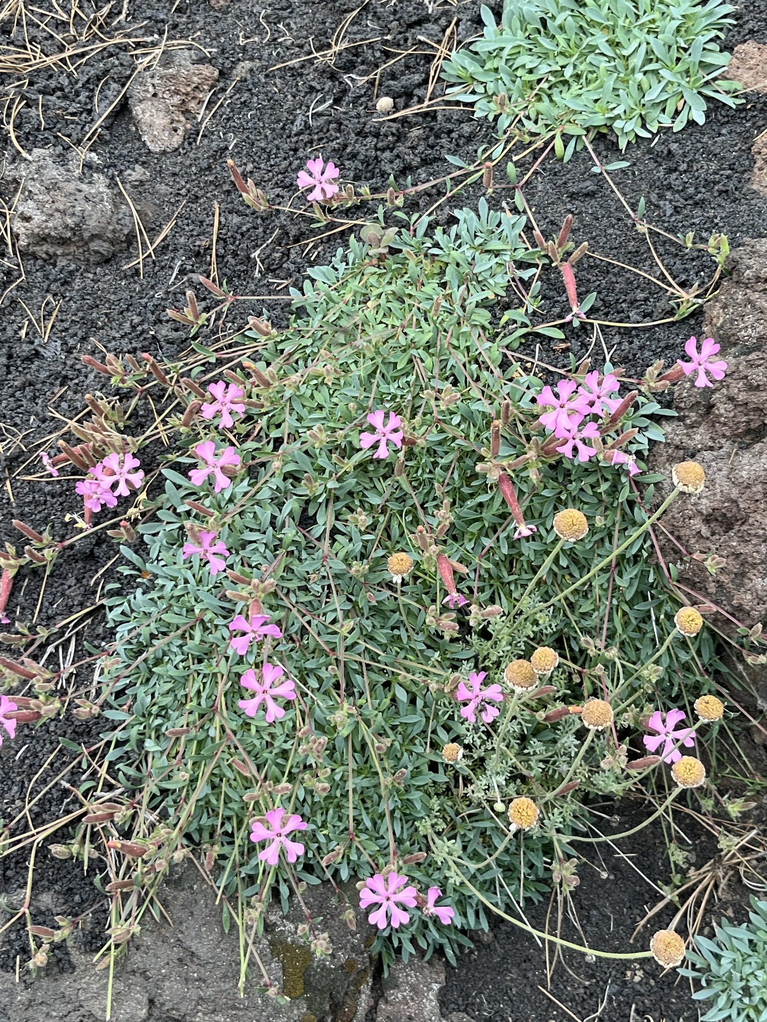 Sicilian Soapwort (Saponaria sicula)
