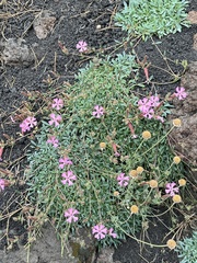 Saponaria sicula, photograph (c) Alessandra Lugaresi, some rights reserved (CC BY)