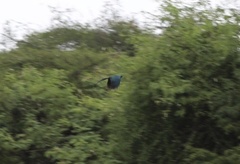 Lamprotornis caudatus