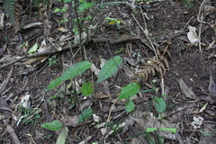 Parsonsia heterophylla