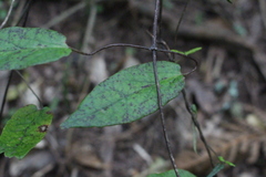 Parsonsia heterophylla