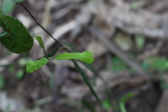 Parsonsia heterophylla