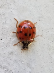 Harmonia axyridis