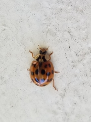 Harmonia axyridis