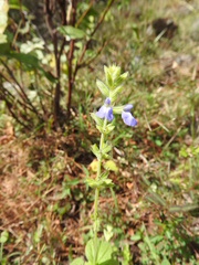 Salvia leptostachys