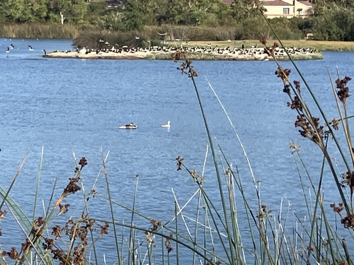 iNaturalist observation photo of Western and Clark's Grebes