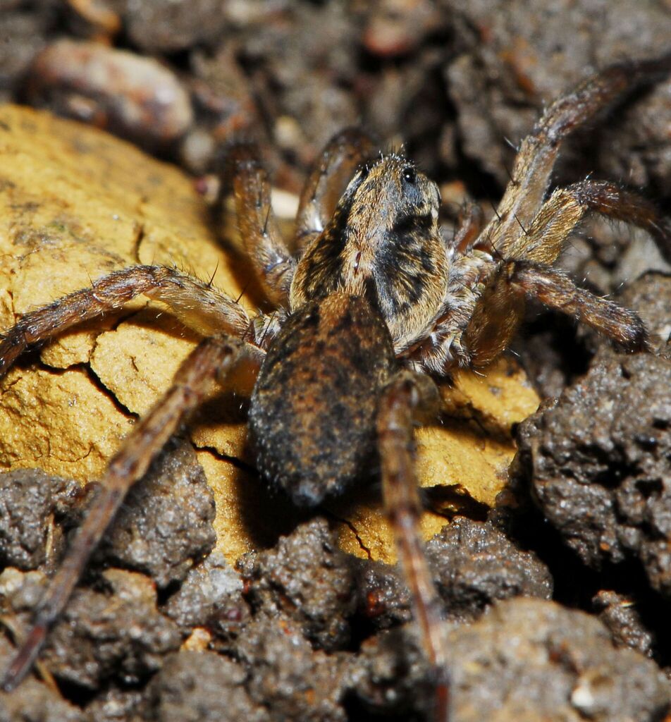 Hogna simoni