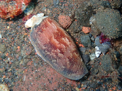 Conus obscurus observed 2025-07-02