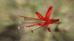Ipomopsis tenuifolia