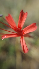 Ipomopsis tenuifolia