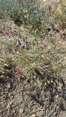 Ipomopsis tenuifolia