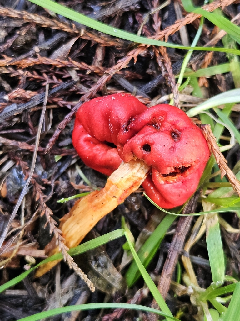 Leratiomyces erythrocephalus · August 2025 · photo: © jacog (iNaturalist, cc0)