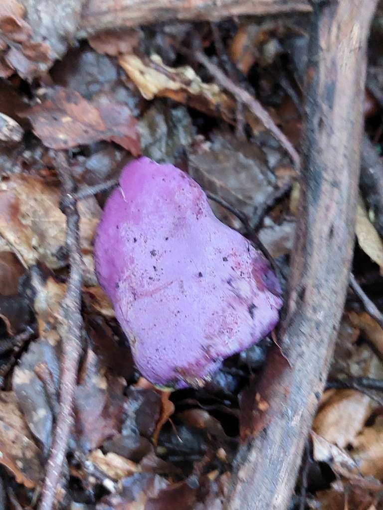 Gallacea scleroderma · August 2025 · photo: © forrest00 (iNaturalist, cc0)