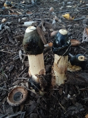 Phallus ravenelii