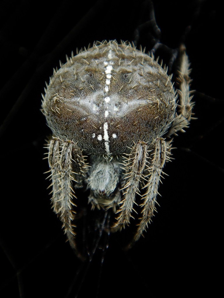 Gem-shaped Orbweaver