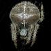 Gem-shaped Orbweaver - Photo (c) William Mason, some rights reserved (CC BY-NC), uploaded by William Mason