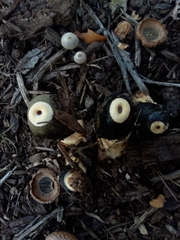 Phallus ravenelii