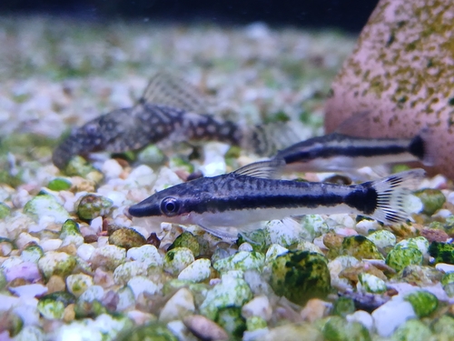Common otocinclus (Otocinclus vestitus) — Loricariidae — 5
